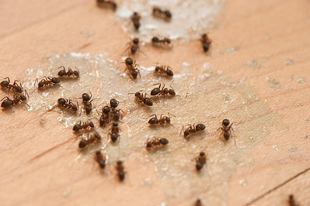 Best Ant Control Services  in Flanders, NJ
