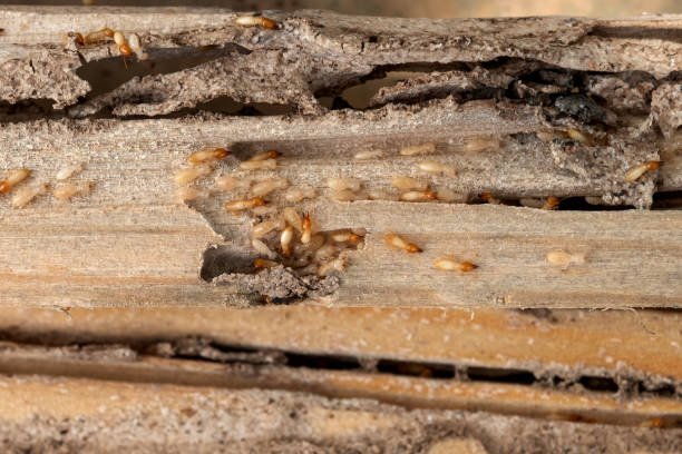 Best Wildlife Control Services  in Flanders, NJ