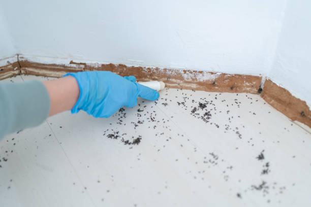 Best Best Pest Control Companies  in Flanders, NJ
